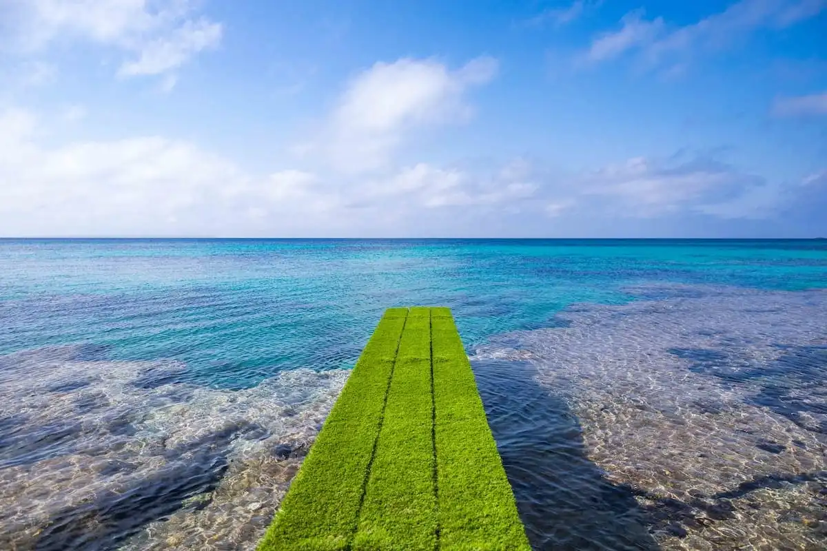 saTrinxa_Salines_Ibiza_Pasarela (1)
